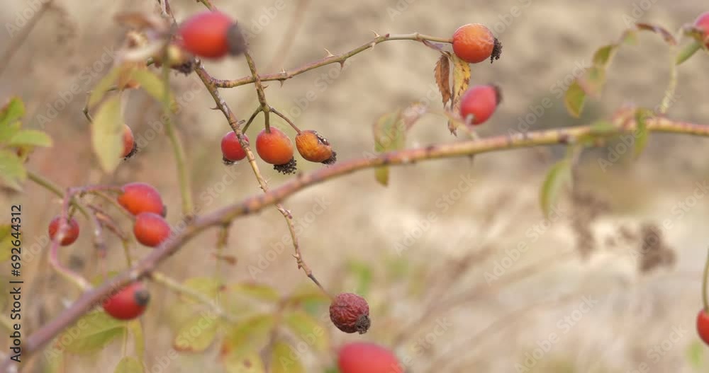 A young adult man in a hat and glasses studies wild plants in natural growth conditions and collects samples of rose hips in a container A young adult man in a hat and glasses studies wild plants in natural growth conditions and collects samples of rose hips in a container