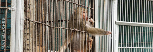 Photography Brown Monkeys in cage