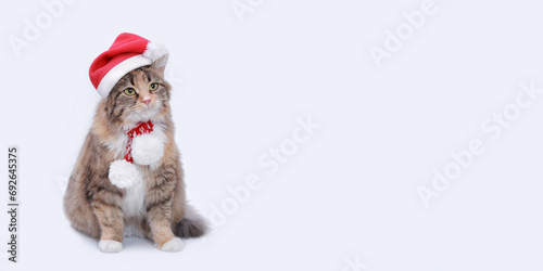 Cat in Christmas hat on a white background looks away. Cat with green eyes in Santa Claus xmas red hat. Cat with Santa hat waiting for Christmas while sitting on a light background. Happy New Year © Mariia