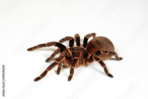 Argentinische Vogelspinne // Argentinian Tarantula (Acanthoscurria cordubensis) photo