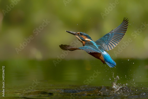 Common European Kingfisher (Alcedo atthis) hunting for food. Kingfisher flying away after diving for fish in the forest in the Netherlands. 