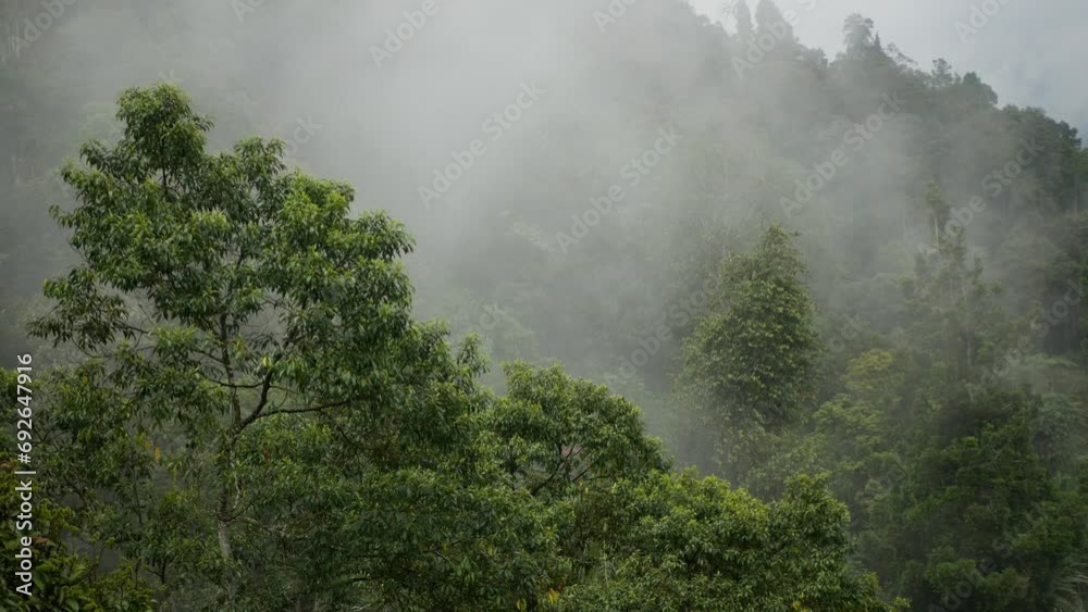 Rainy weather in mountains. Misty fog blowing over green tree in forest. Fog moving in forest