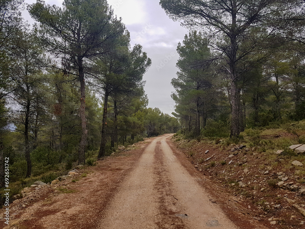 path between very tall pine forests, large trees on a dirt track, with cloudy sky