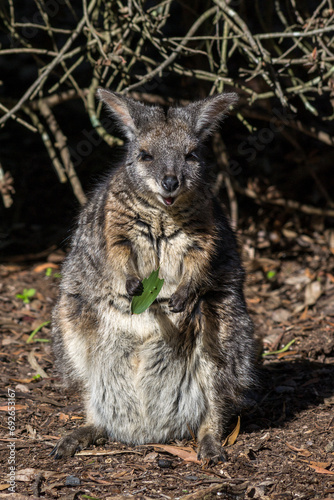 Fototapeta Naklejka Na Ścianę i Meble -  Wallaby mom with a baby joey in its pouch in South Australia.
