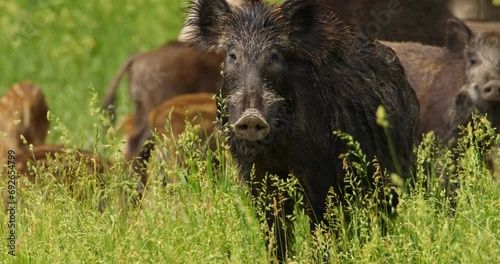 Close up shot of wild boar looking at camera while others eat behind it photo