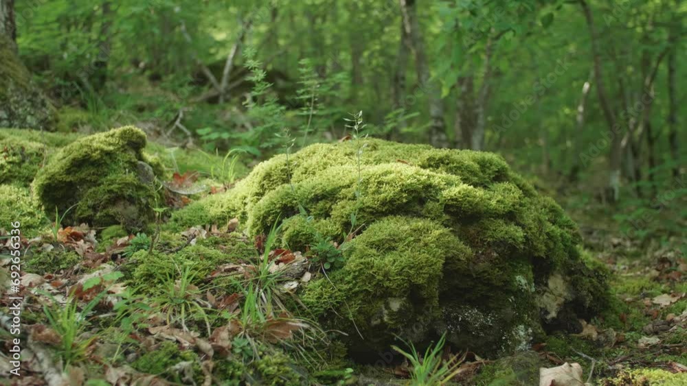 Spring forest at dawn. Stones covered with green moss in the light of the morning rays of the sun. Background in blur and sun glare. Slow motion camera moving along the object Spring forest at dawn. Stones covered with green moss in the light of the morning rays of the sun. Background in blur and sun glare. Slow motion camera moving along the object