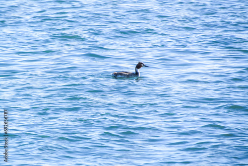 A Great Crested Grebe Serenely Resting on the Azure Waters of the Sea