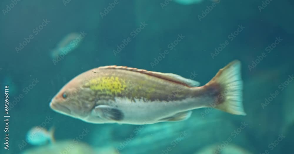 Close up, colorful bright fish in deep blue water. Exotic fish swimming away in blurred turquoise deep ocean. Orange-yellow fish in oceanarium reef. Sea life behind aquarium glass. Underwater nature 