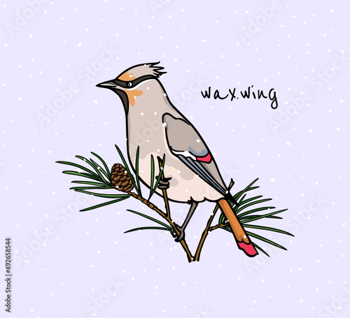 Vector card with hand drawn cute Cedar Waxwing  sitting on a pine branch with a cone under the snow. Ink drawing, graphic style. Beautiful Holidays season greeting card.