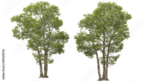 Variety of big trees on transparent background