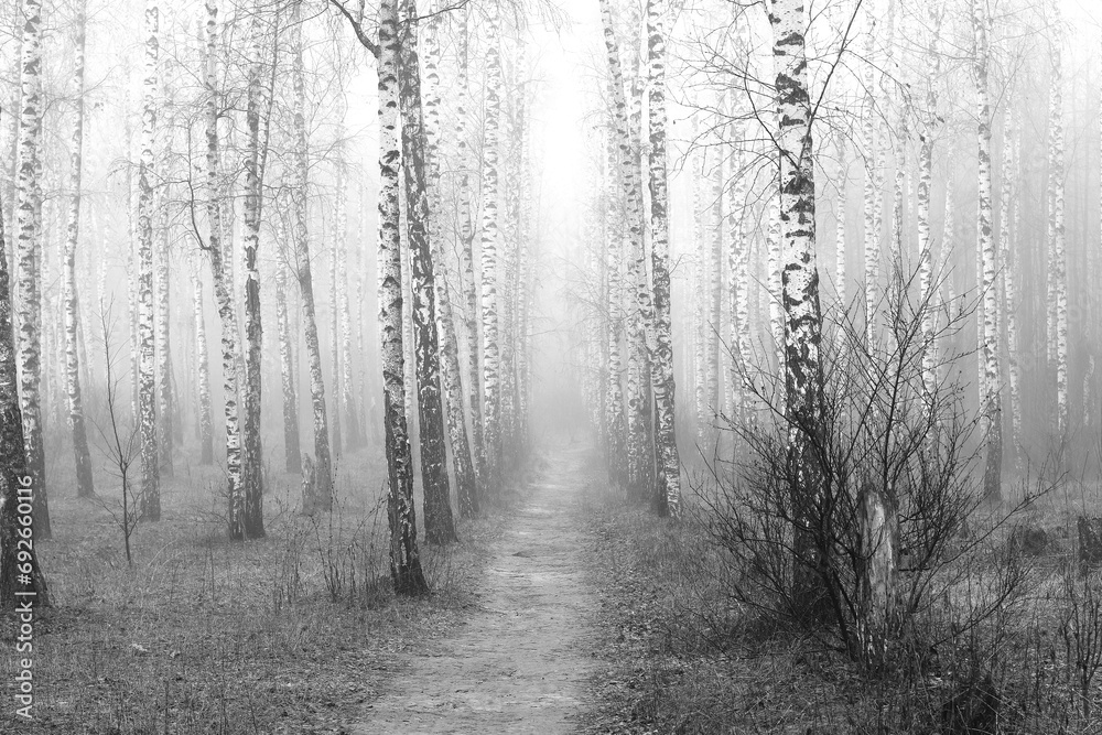 Beautiful birch trees with white birch bark on birch trunks in birch grove in autumn Beautiful birch trees with white birch bark on birch trunks in birch grove in autumn