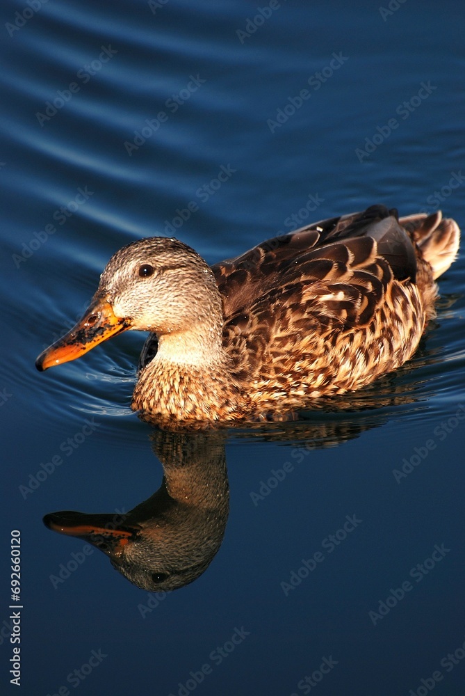 Fototapeta premium Brown duck gliding gracefully through a tranquil lake