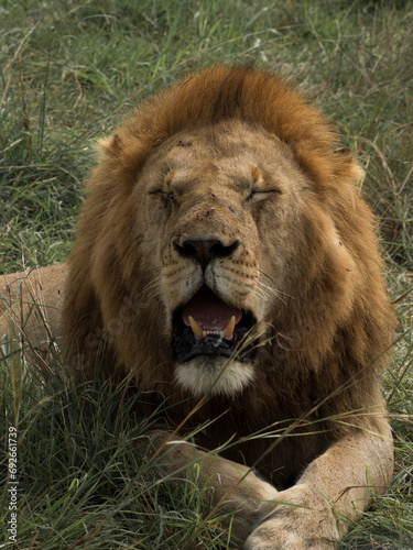 Rey león posando a cámara