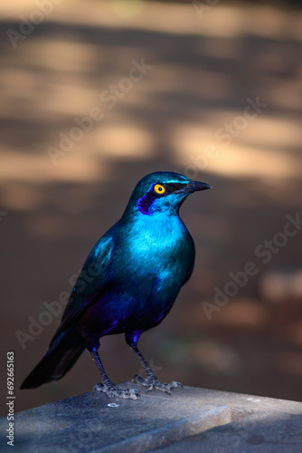 Greater Blue-Eared Starling (Lamprotornis Chalybaeus) feeding during the day, Kruger National Park, South Africa