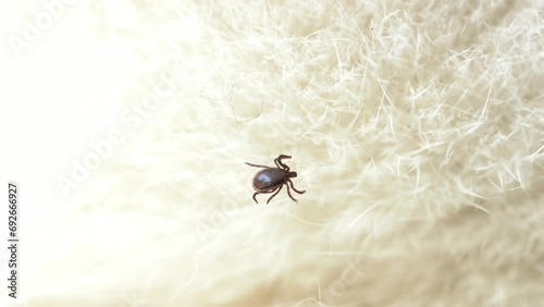 Tick crawling through feline white hair.