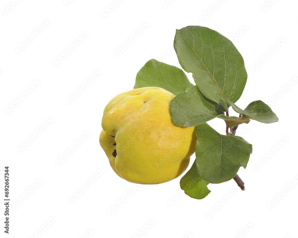 Quince tree fruit with leaves on a white background.