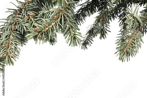 Blue spruce branch on a white background.