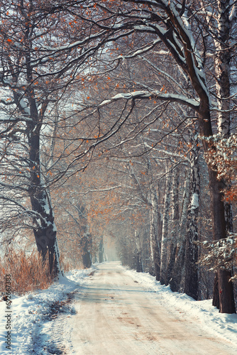 Zimowa aleja wśród drzew, mglisty świt (Winter avenue among trees, foggy dawn)
