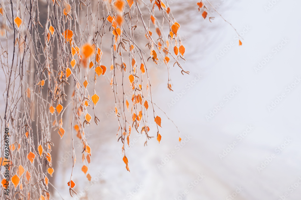 Fototapeta premium Zimowy pejzaż, poranny szron na drzewach (Winter landscape, morning frost on the trees)