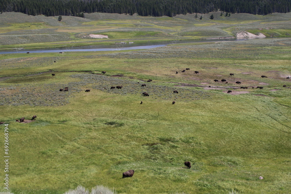 Buffalo grazing in Yellowstone National Park Buffalo grazing in Yellowstone National Park