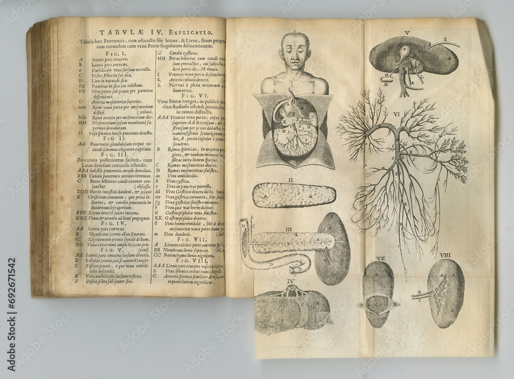 Ancient medical book, anatomy and drawing of human body, sketch or ...