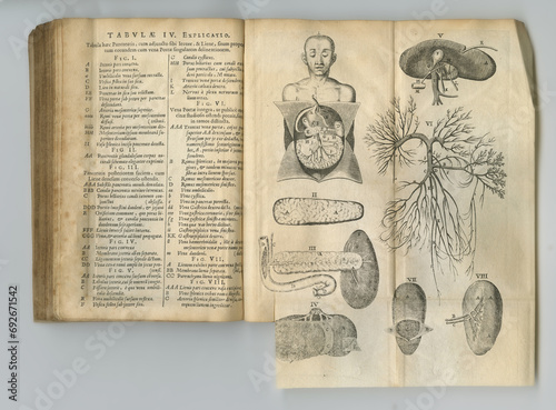 Ancient medical book, anatomy and drawing of human body, sketch or health treatment research of organ disease. Latin language, healthcare journal or kidney process diagram for medicine education info