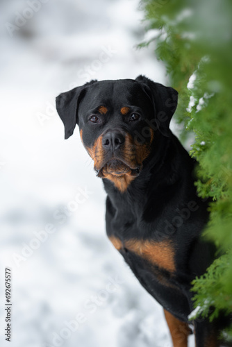 Beautiful black and tan rottweiler With the Green Coloumn Conifer thuja, winter mood and blurred background © Mariya