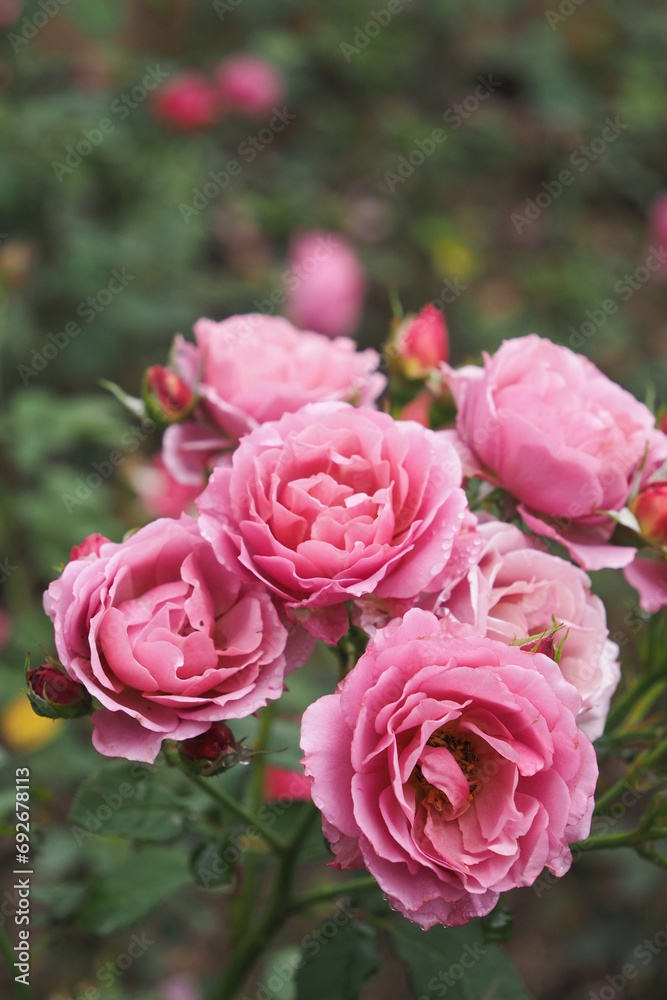 Roses bloom at a mountain tourist destination in Da Nang, Vietnam Roses bloom at a mountain tourist destination in Da Nang, Vietnam