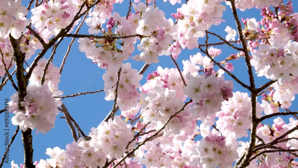 cherry blossom with pink flowers in spring nature on sky background, slow motion, springtime. High quality 4k footage cherry blossom with pink flowers in spring nature on sky background, slow motion, springtime. High quality 4k footage