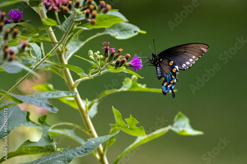 A Pipevine Swallowtail butterfly feeding on native Ironweed. photo