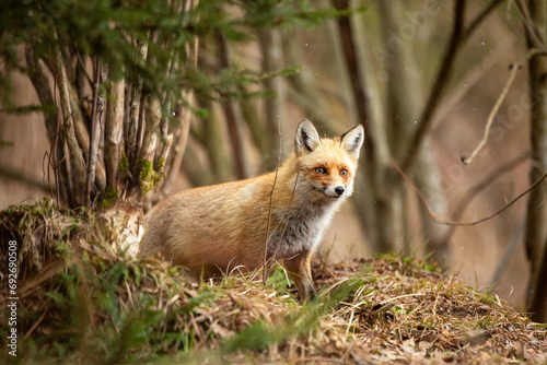 a young fox on its first outing,,vulpes vulpes in the forest