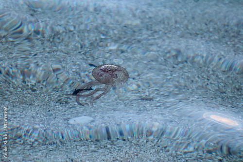 Jellyfish in the Mediterranean Sea near the coast of Saint Jean Cap Ferrat  in the south of France