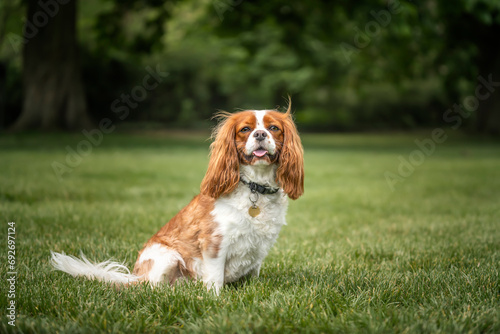 King Charles Cavalier Dog sitting on the grass looking at the camera