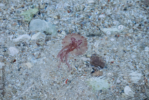 Jellyfish in the Mediterranean Sea near the coast of Saint Jean Cap Ferrat  in the south of France