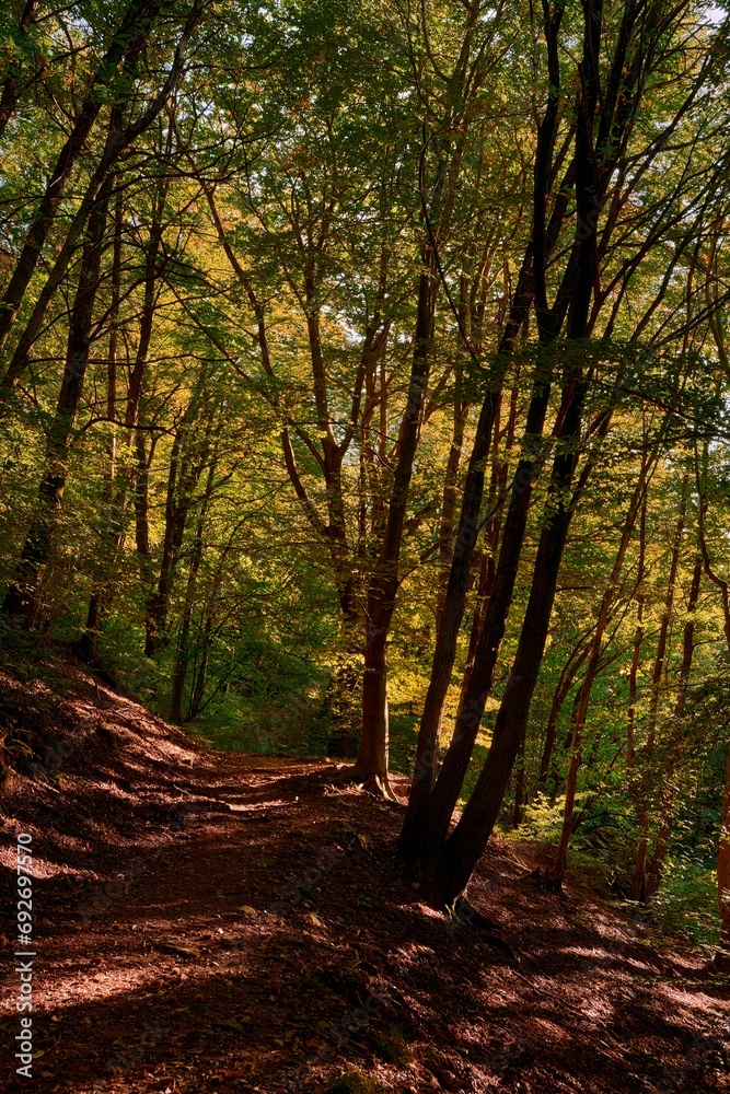 Fototapeta premium The warm autumn colors of the forest in the golden light of the sunset