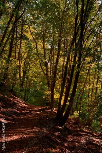 The warm autumn colors of the forest in the golden light of the sunset © Antonio