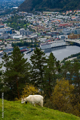 Bergen, Norway - October 1, 2023: Goat grazing on the top of the mountain.
