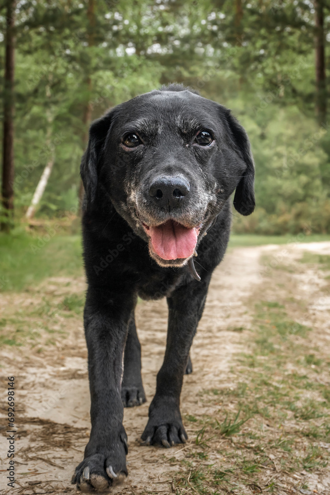 Black Labrador looking happy in the forest walking towards the camera