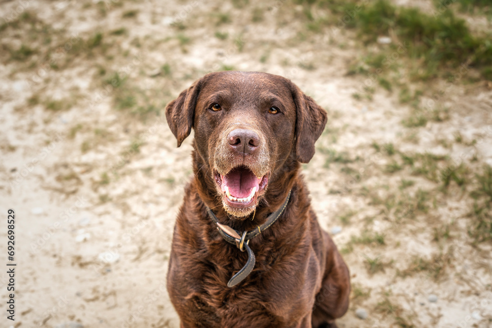 Black and Brown Labrador looking happy in the forest Black and Brown Labrador looking happy in the forest