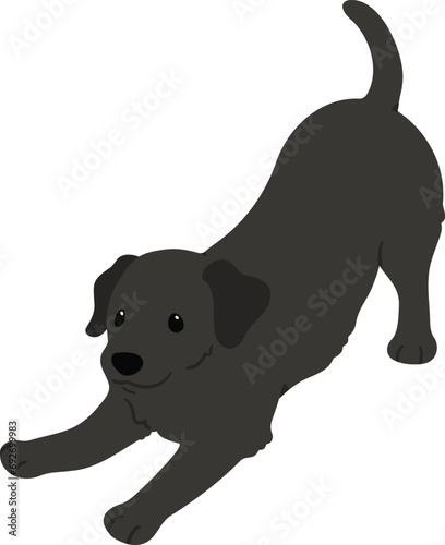 Simple and cute flat colored illustration of black Labrador Retriever being playful
