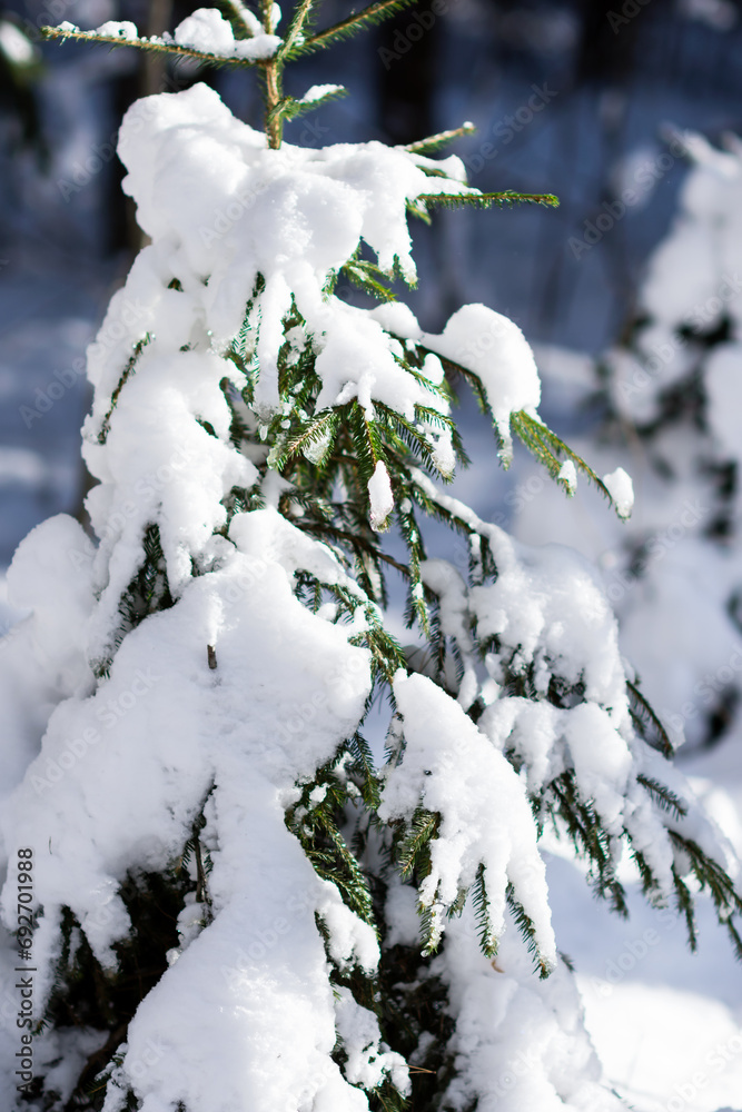Snowy fir tree in snowdrifts on sunny day in forest, fir tree branches in snow, in winter landscape background Snowy fir tree in snowdrifts on sunny day in forest, fir tree branches in snow, in winter landscape background