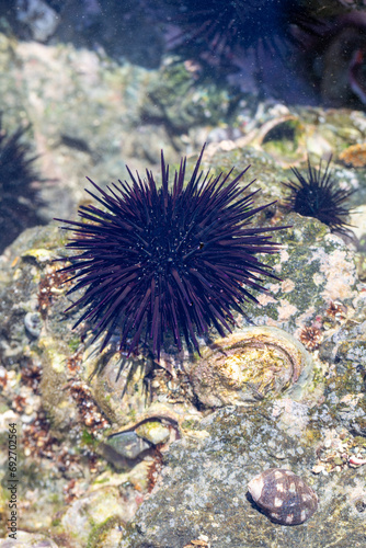 Sea Urchin in Costa Rica