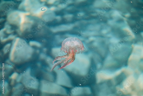 Jellyfish in the Mediterranean Sea near the coast of Saint Jean Cap Ferrat, in the south of France