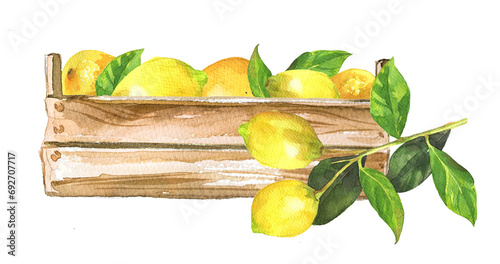 Lemons in a wooden box. Watercolor citrus clipart isolated on white. Italian food concept. Healthy food themed illustration. Lemon oil, aroma branding. Lemon juice design.