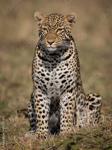 Leopard in the Maasai Mara  Africa 