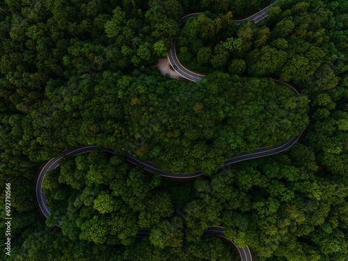 Cury road though a wonderful green forest as aerial top-down.