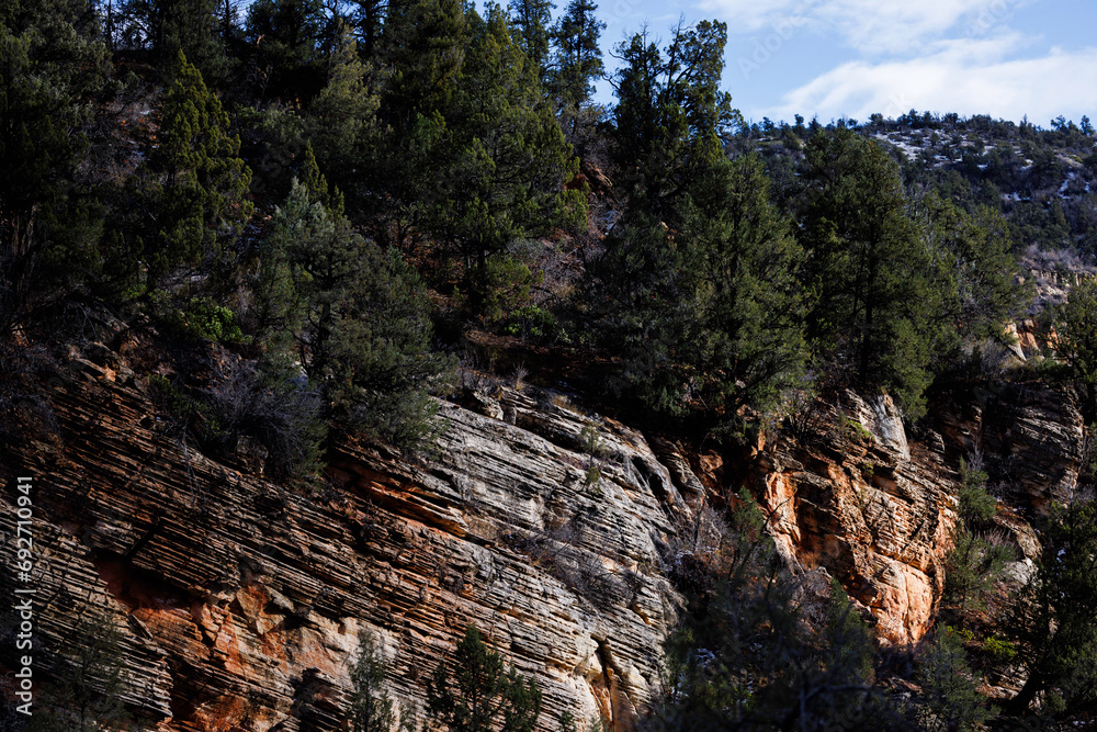 trees growing on an angled striped rock, zion national park, utah