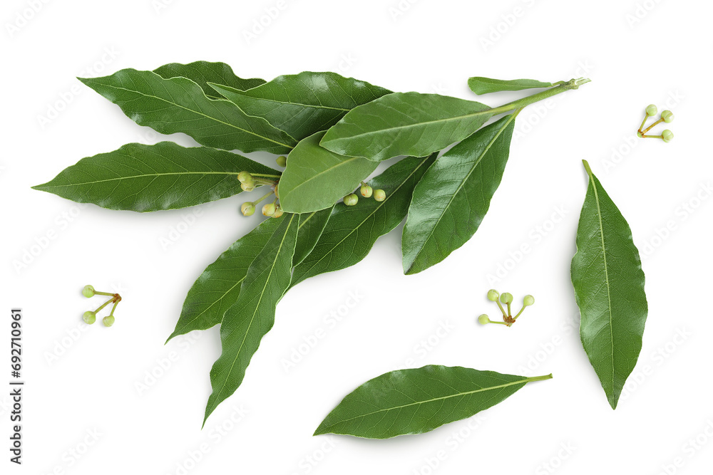 Obraz premium Fresh Laurel leaves isolated on white background. Green bay leaf. Top view. Flat lay.