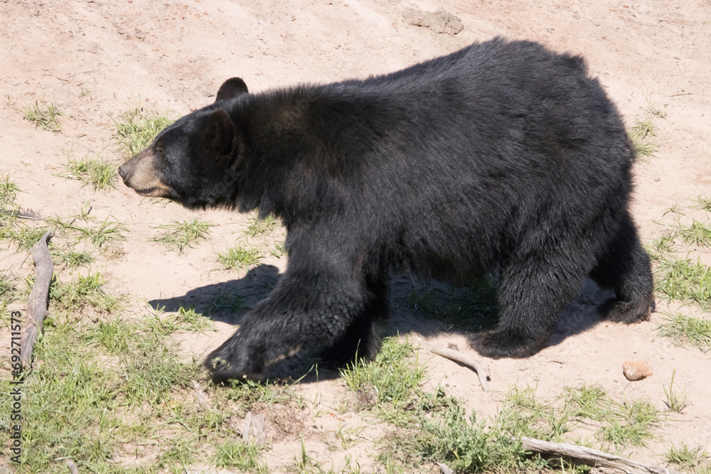Fototapeta premium Black Bear outdoors in the sunshine