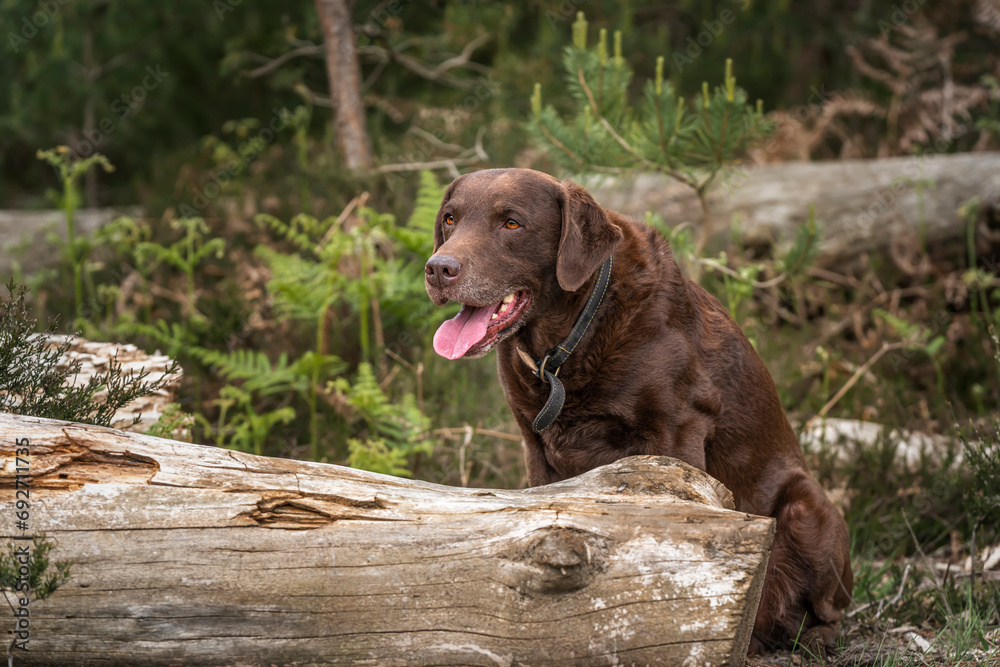 Brown Labrador looking happy in the forest behind a fallen tree